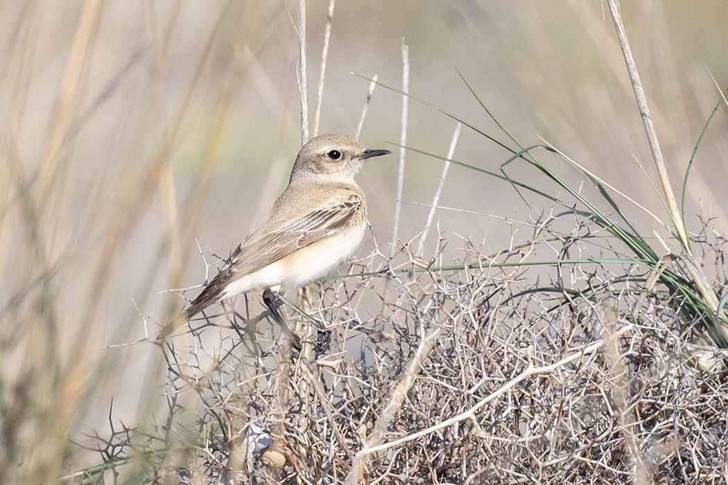 Desert Wheatear